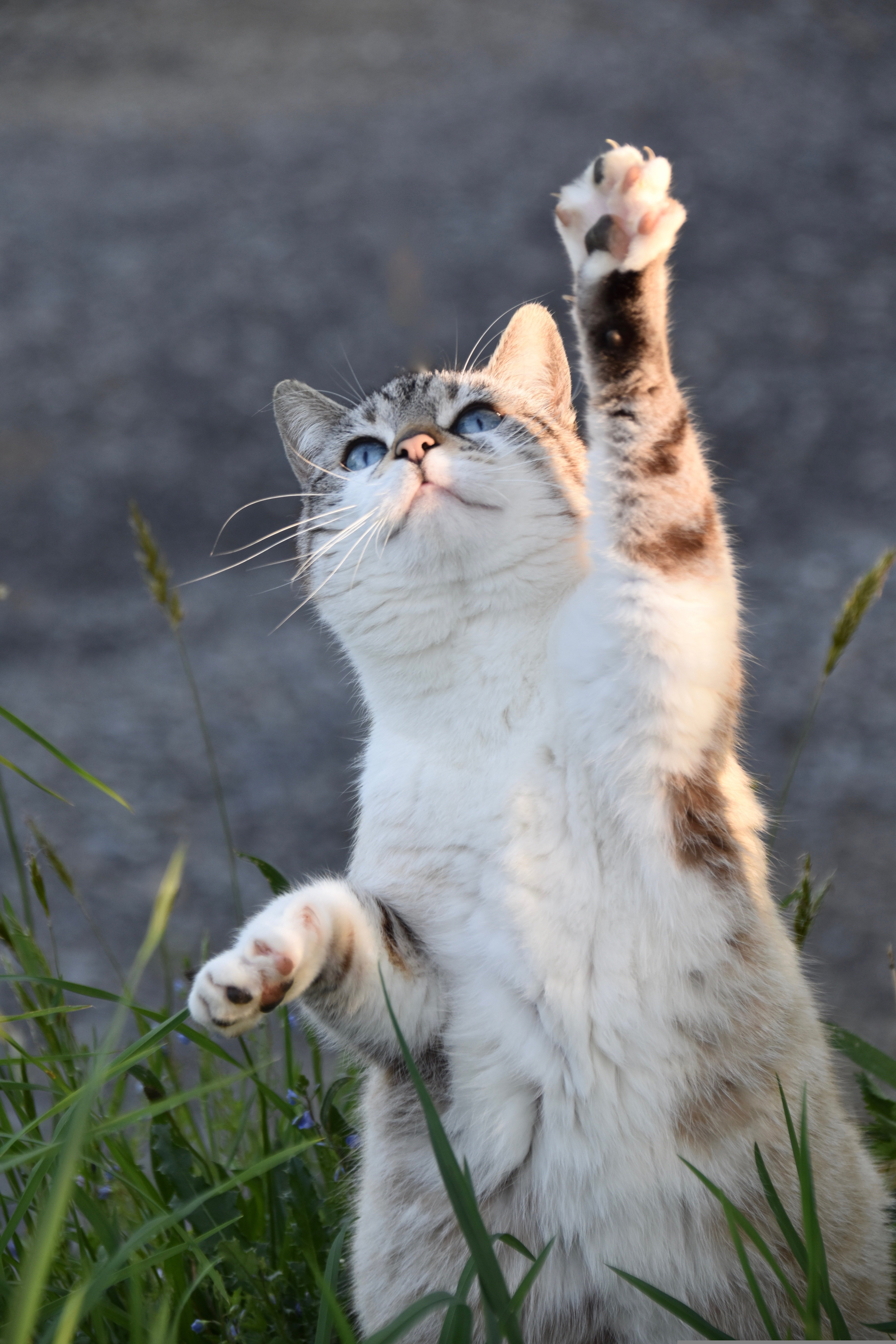 Futter Katze